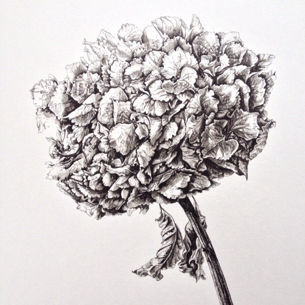 Black And White Hydrangea Drawing hydrangea – gaynorsflora
