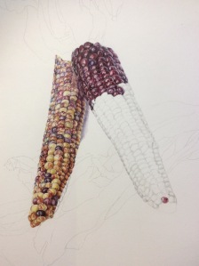A long - haul 'Indian corn' in coloured pencil.